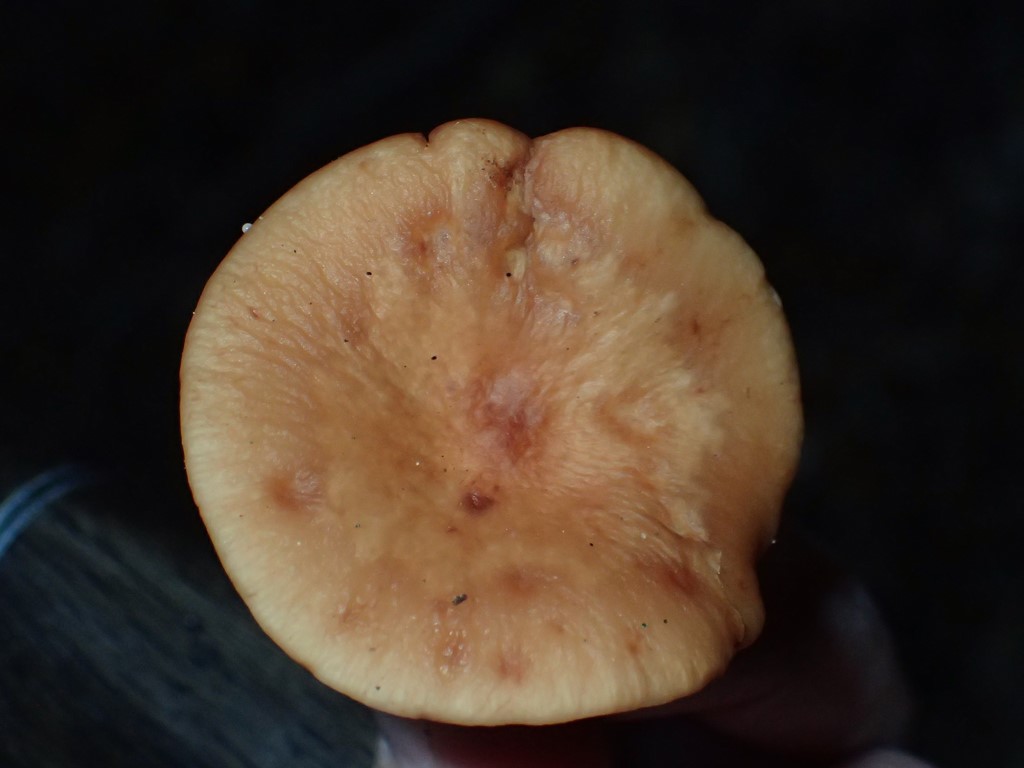 Halsbånd-Mælkehat (Lactarius rubrocinctus)