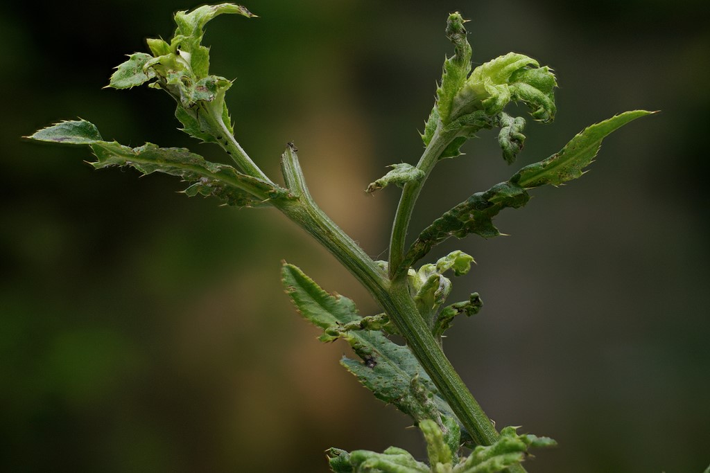 Eriophyes anthocoptes (Eriophyes anthocoptes)