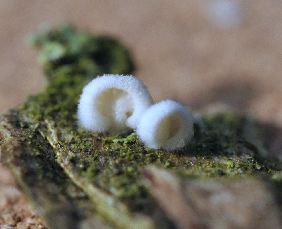 Skæv Melhat (Clitopilus hobsonii)