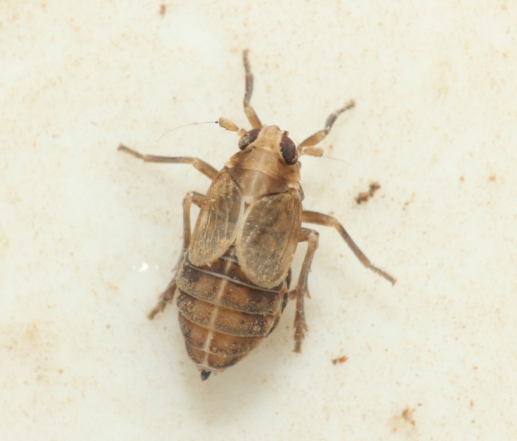 Muirodelphax aubei (Muirodelphax aubei)