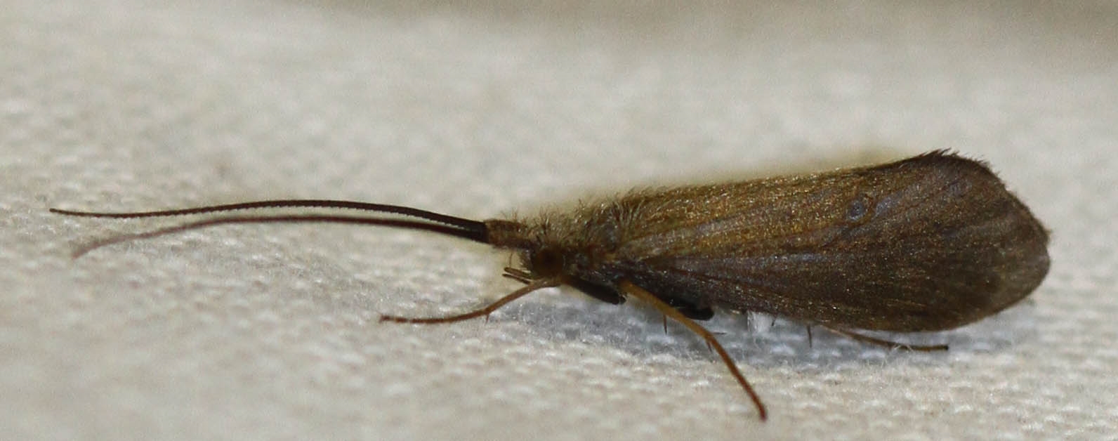 Silo nigricornis (Silo nigricornis)