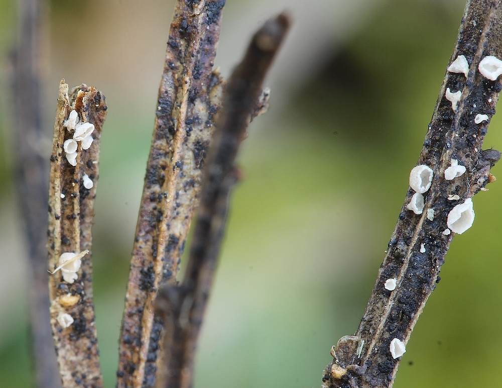 Calyptella gibbosa (Calyptella gibbosa)