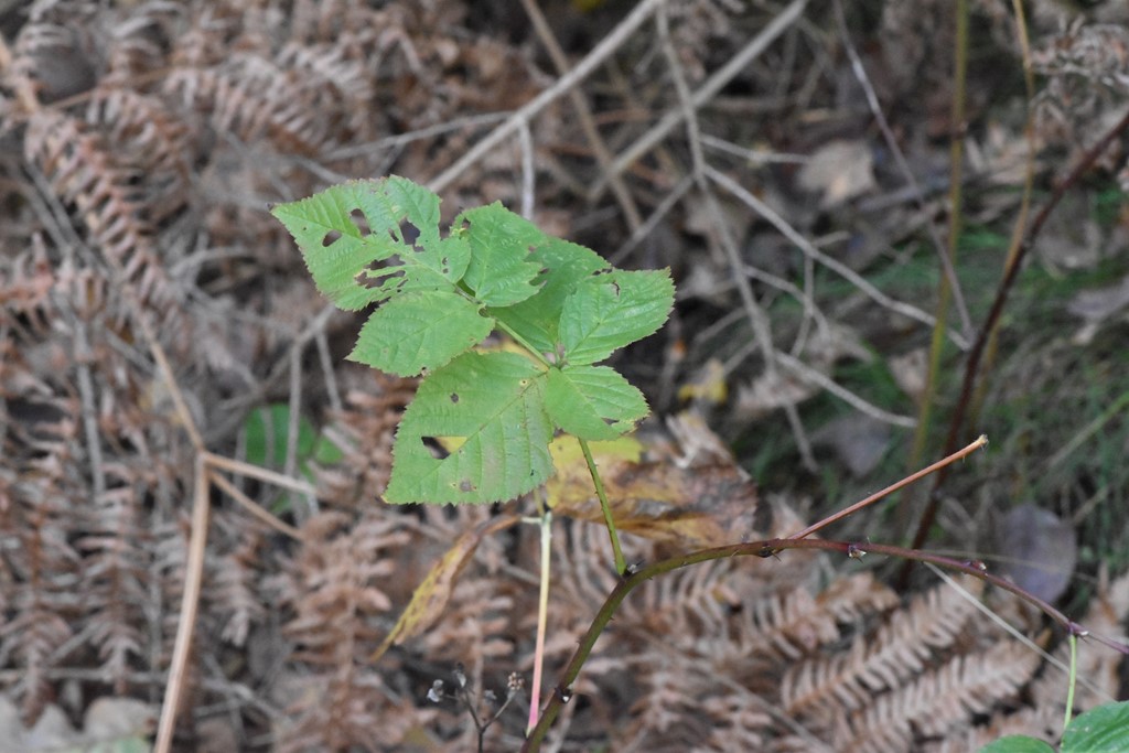 Rubus nessensis ssp. scissoides (Rubus nessensis ssp. scissoides)