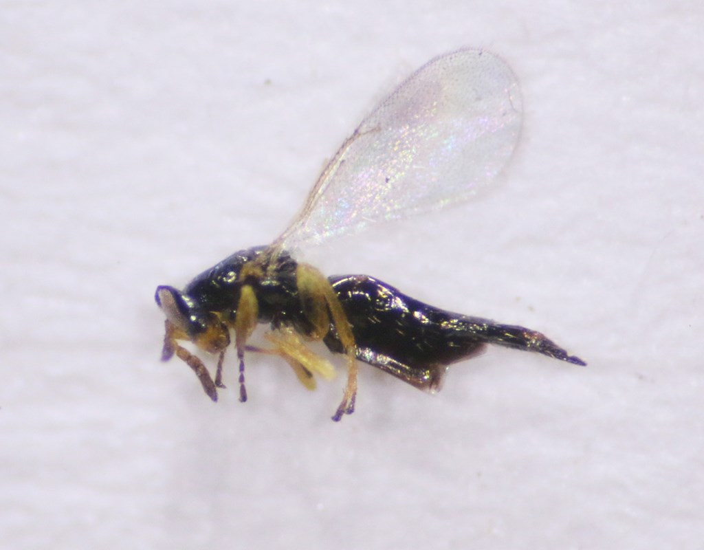 Aprostocetus clavicornis (Aprostocetus clavicornis)