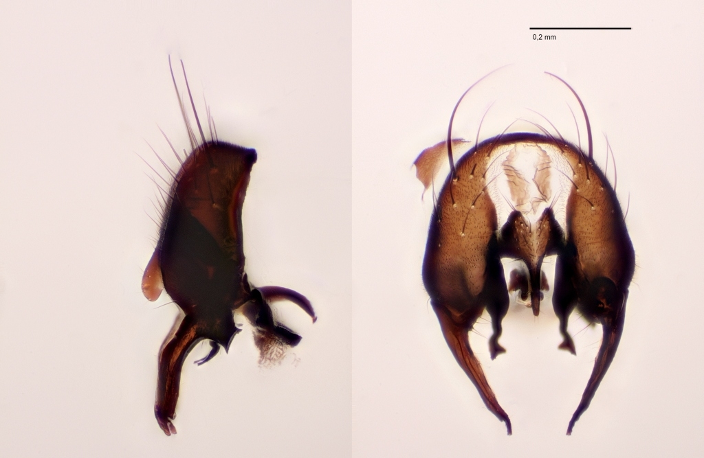 Fannia atra (Fannia atra)