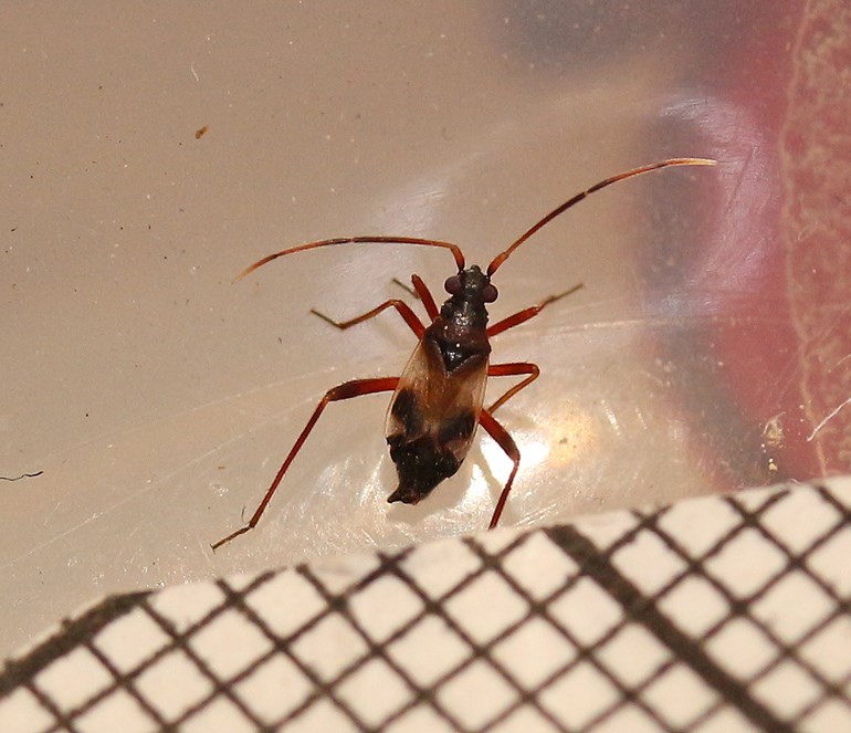 Overdrevblomstertæge (Hallodapus rufescens)