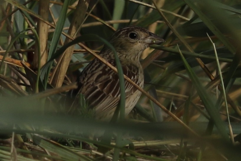 Brunhovedet Værling (Emberiza bruniceps)