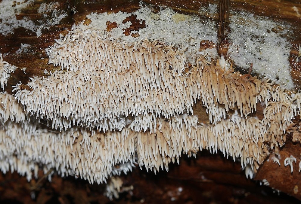 Brunlig Koralpig (Kavinia himantia)