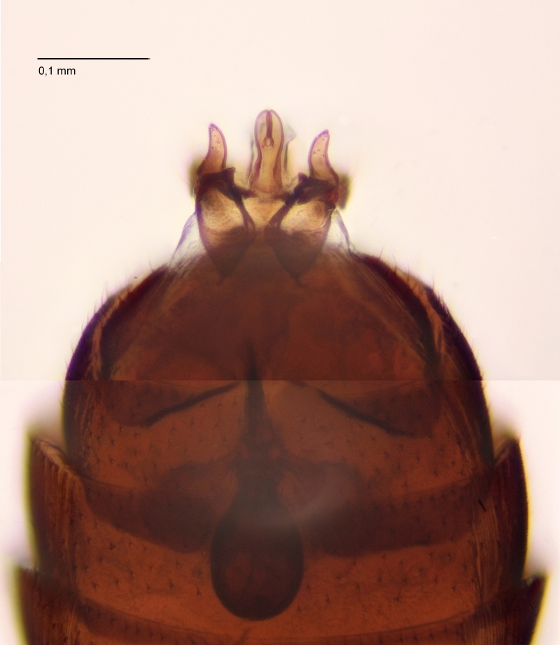 Parascatopse litorea (Parascatopse litorea)