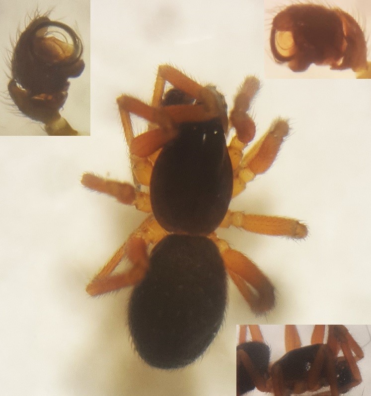 Walckenaeria vigilax (Walckenaeria vigilax)