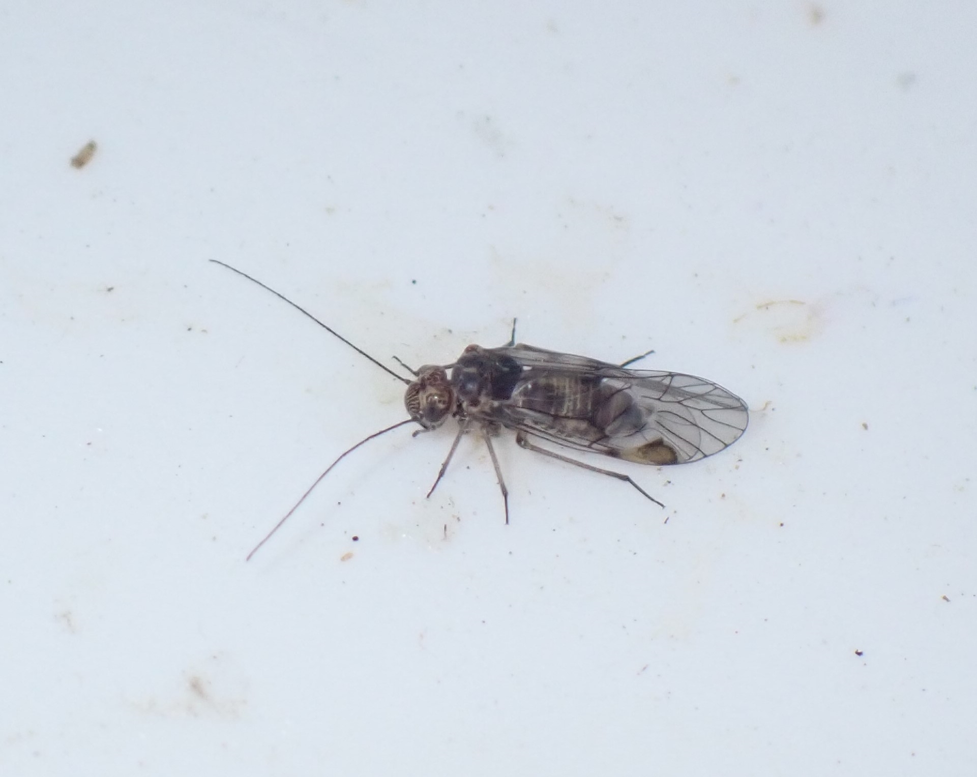 Amphigerontia bifasciata (Amphigerontia bifasciata)