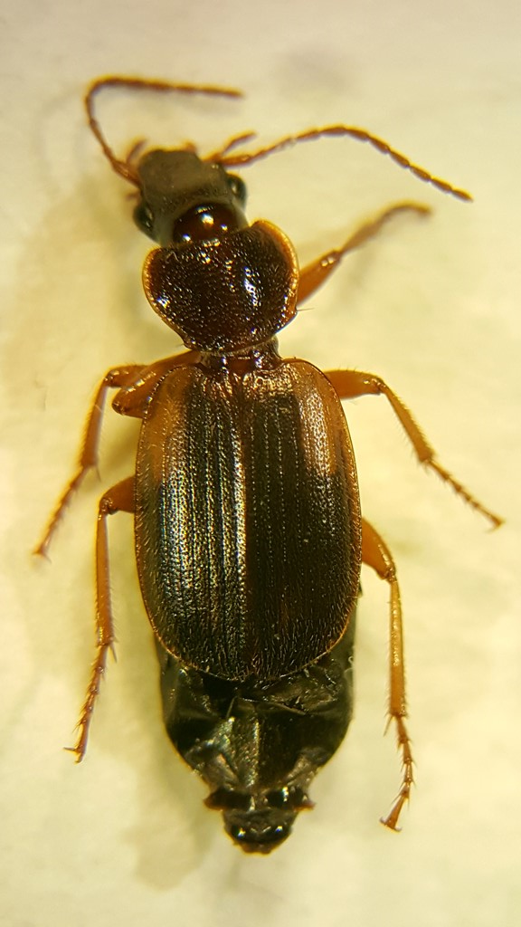 Bredbrystet Hedeløber (Cymindis macularis)