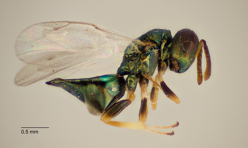 Pteromalus hieracii (Pteromalus hieracii)