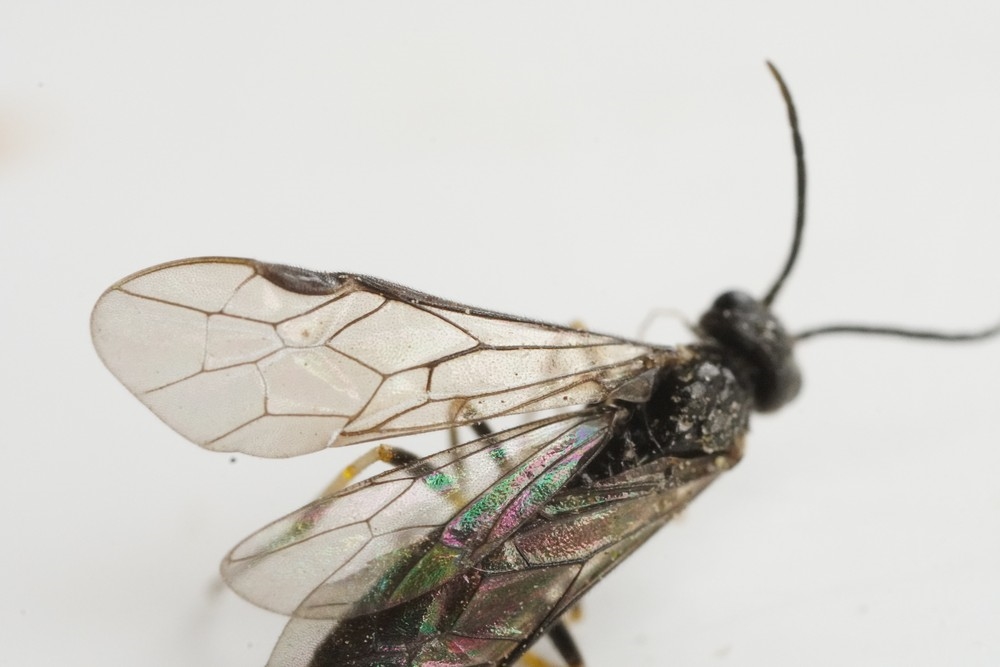 Ametastegia tenera (Ametastegia tenera)