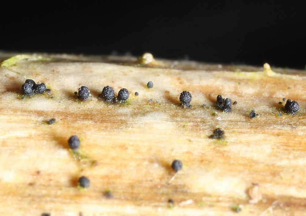 Fusarium roseum (Fusarium roseum)