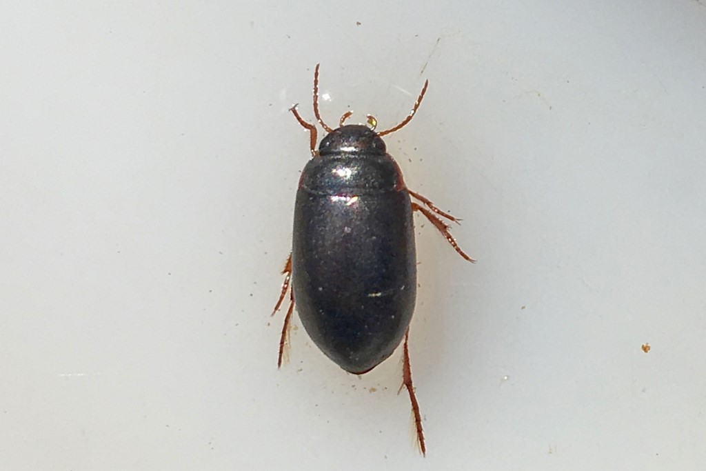 Ilybius wasastjernae (Ilybius wasastjernae)