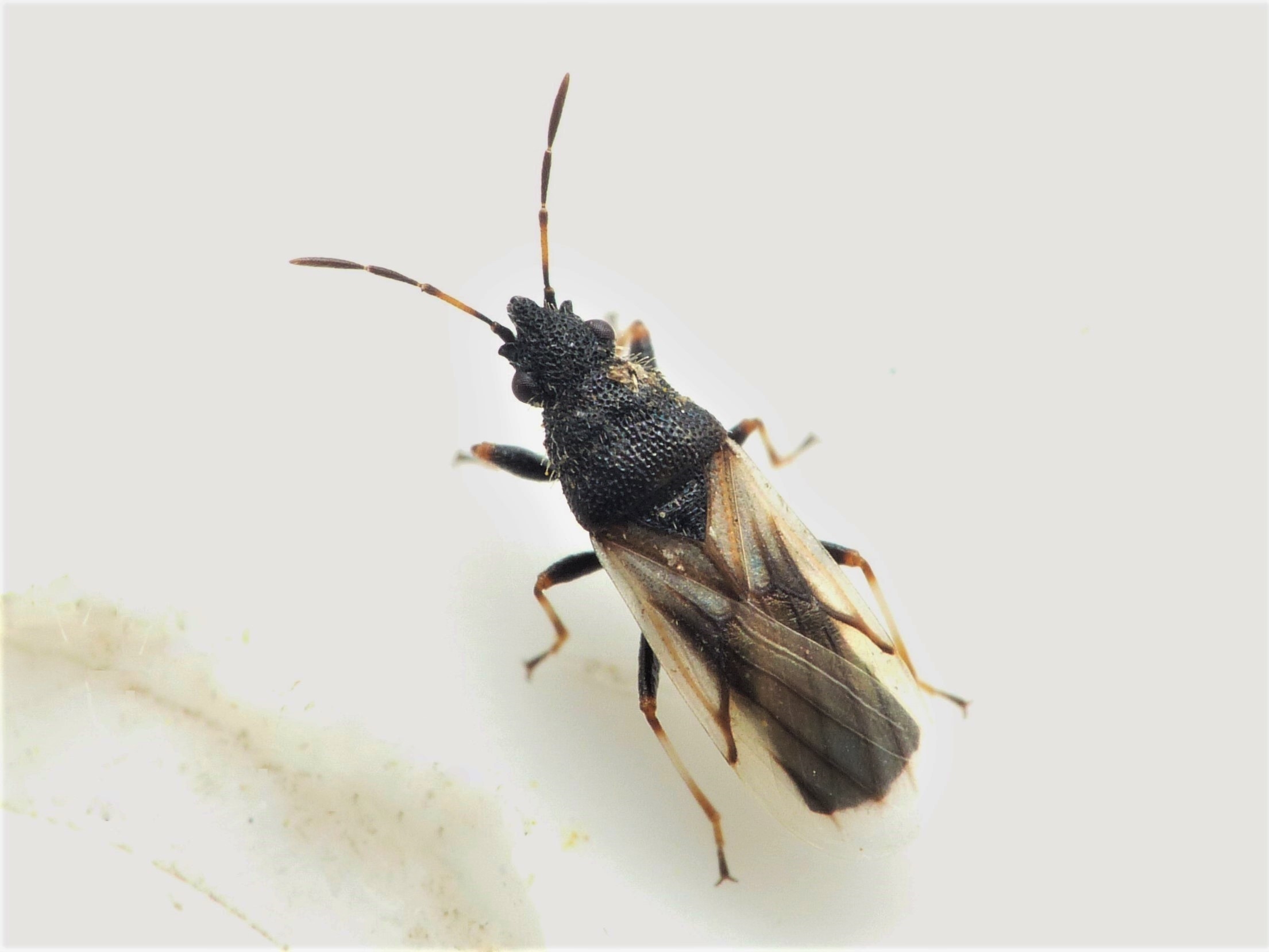 Hvidhåret Frøtæge (Metopoplax ditomoides)