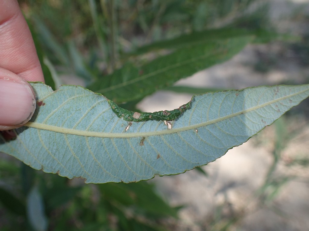 Phyllocolpa oblita (Phyllocolpa oblita)