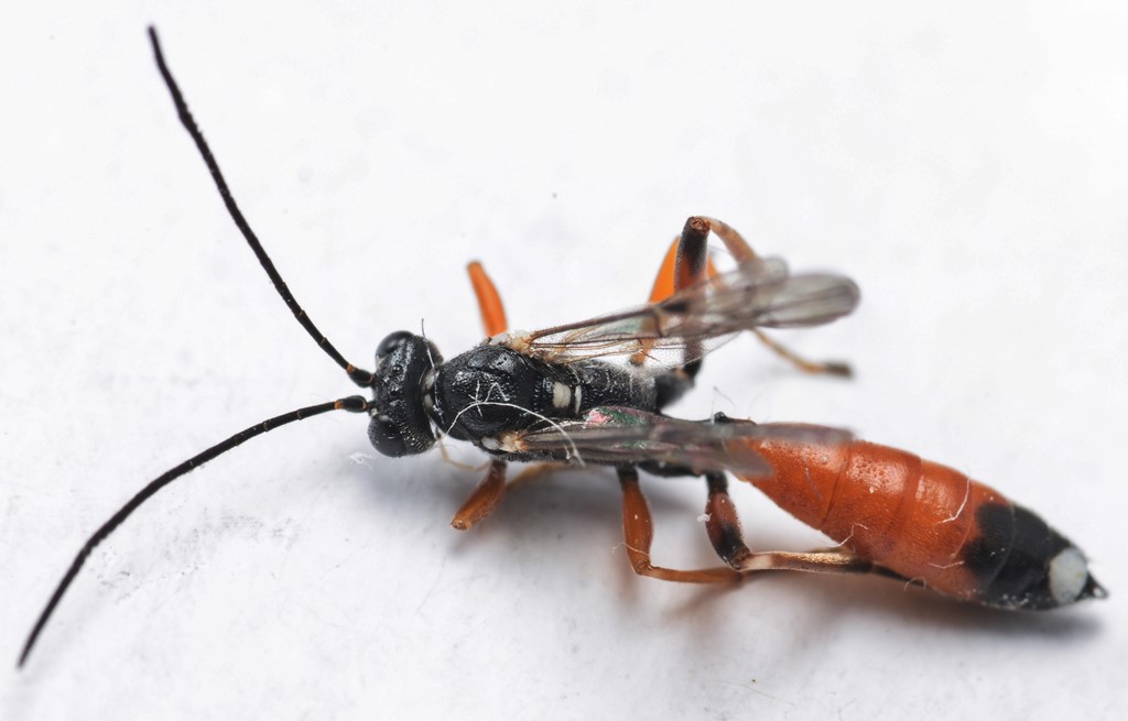 Agrothereutes leucorhaeus (Agrothereutes leucorhaeus)