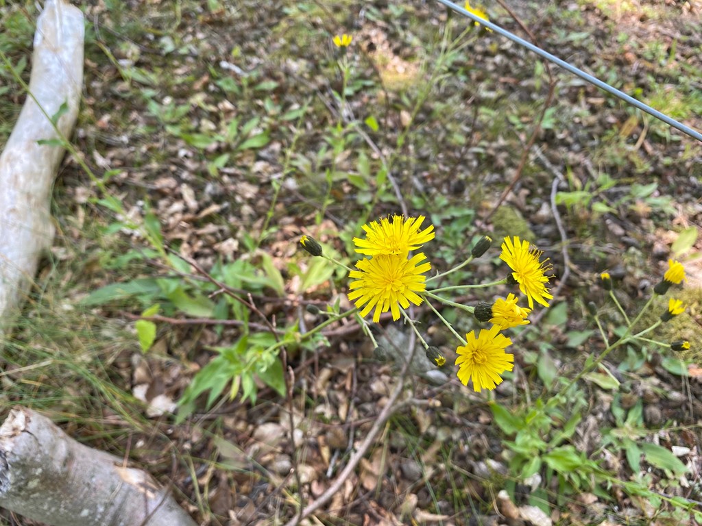 Hieracium subrectum (Hieracium subrectum)