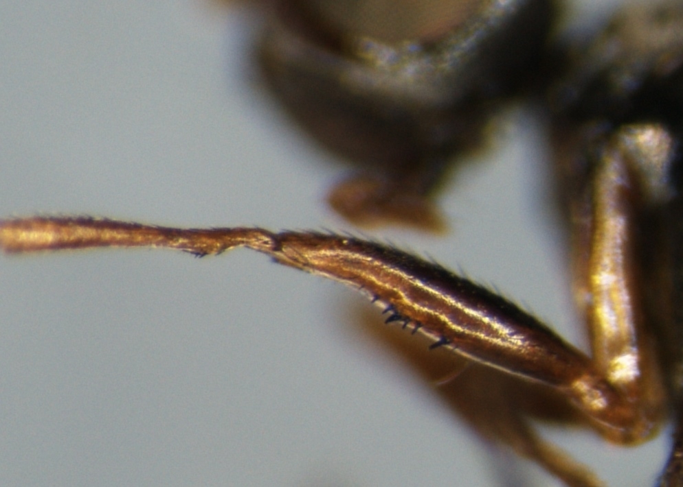 Sepsis flavimana (Sepsis flavimana)