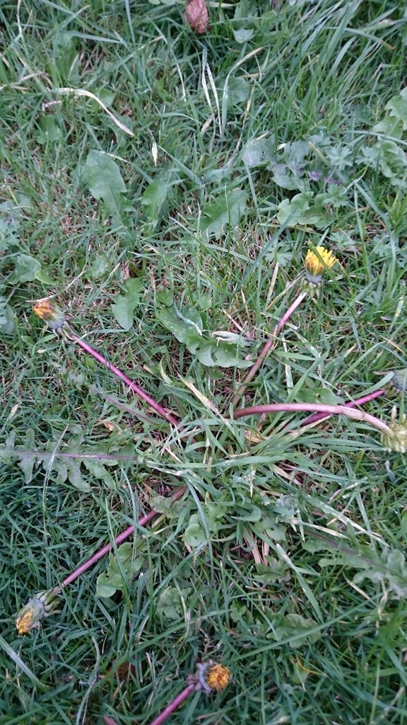 Mælkebøtte sekt. Krogmælkebøtter (Taraxacum sect. Hamata)