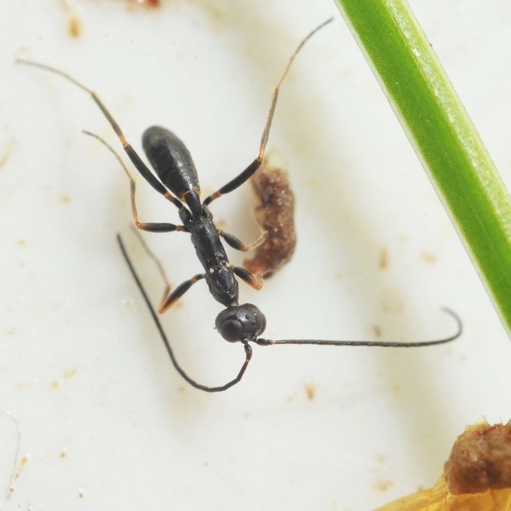 Gelis anthracinus (Gelis anthracinus)