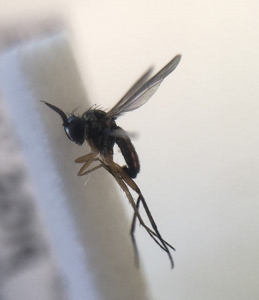 Rhaphium caliginosum (Rhaphium caliginosum)