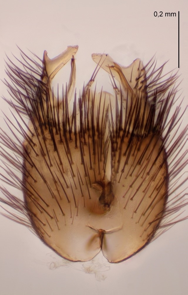 Exechia contaminata (Exechia contaminata)