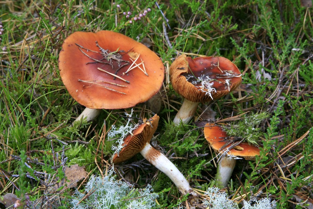 Kastaniebrun Slørhat (Cortinarius mucosus)