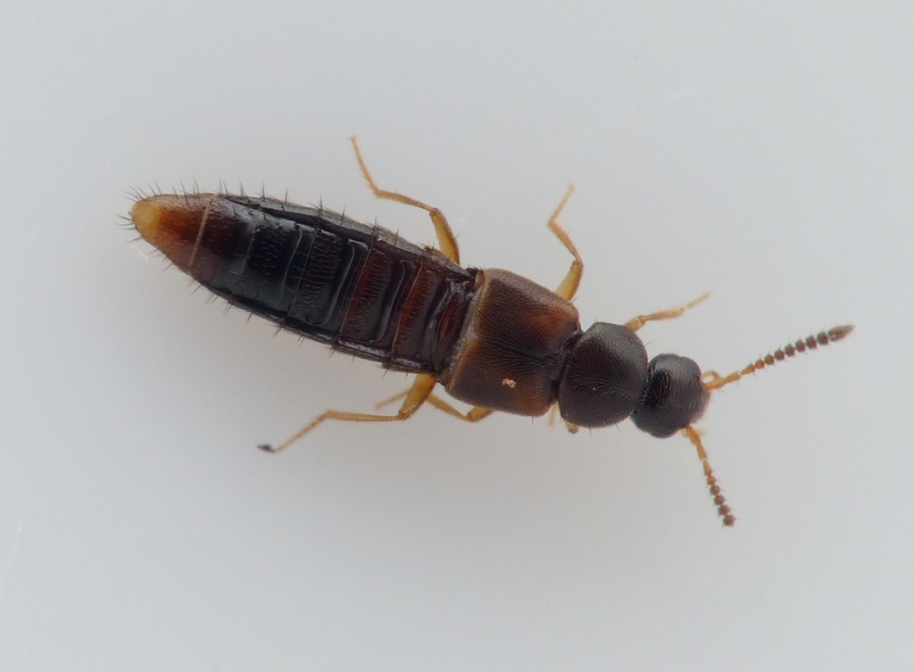 Atheta pallidicornis (Atheta pallidicornis)