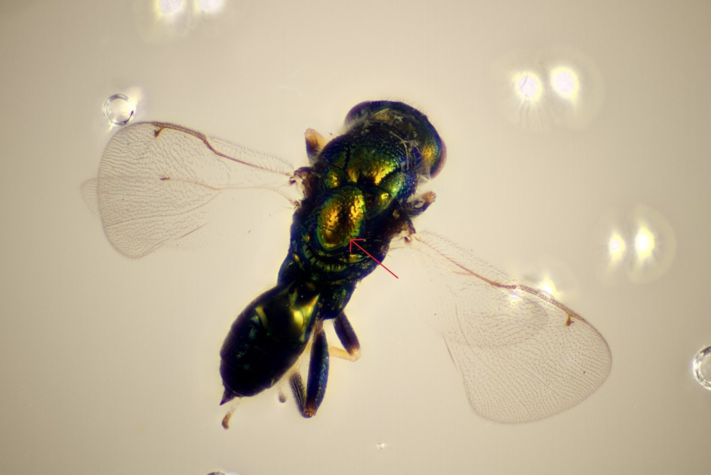 Torymus cyaneus (Torymus cyaneus)