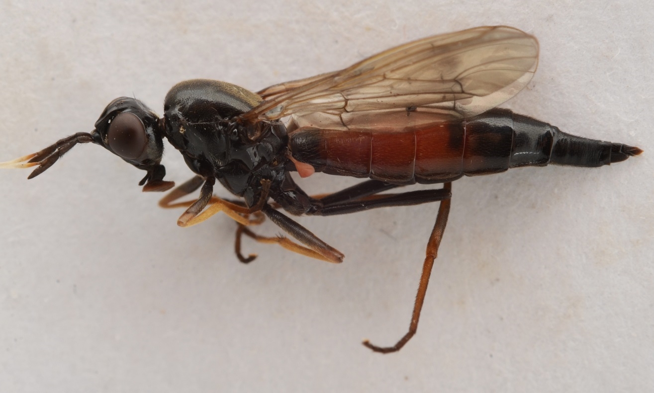 Loxocera hoffmannseggi (Loxocera hoffmannseggi)