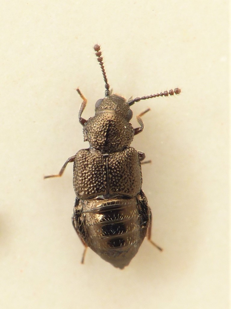 Syntomium aeneum (Syntomium aeneum)