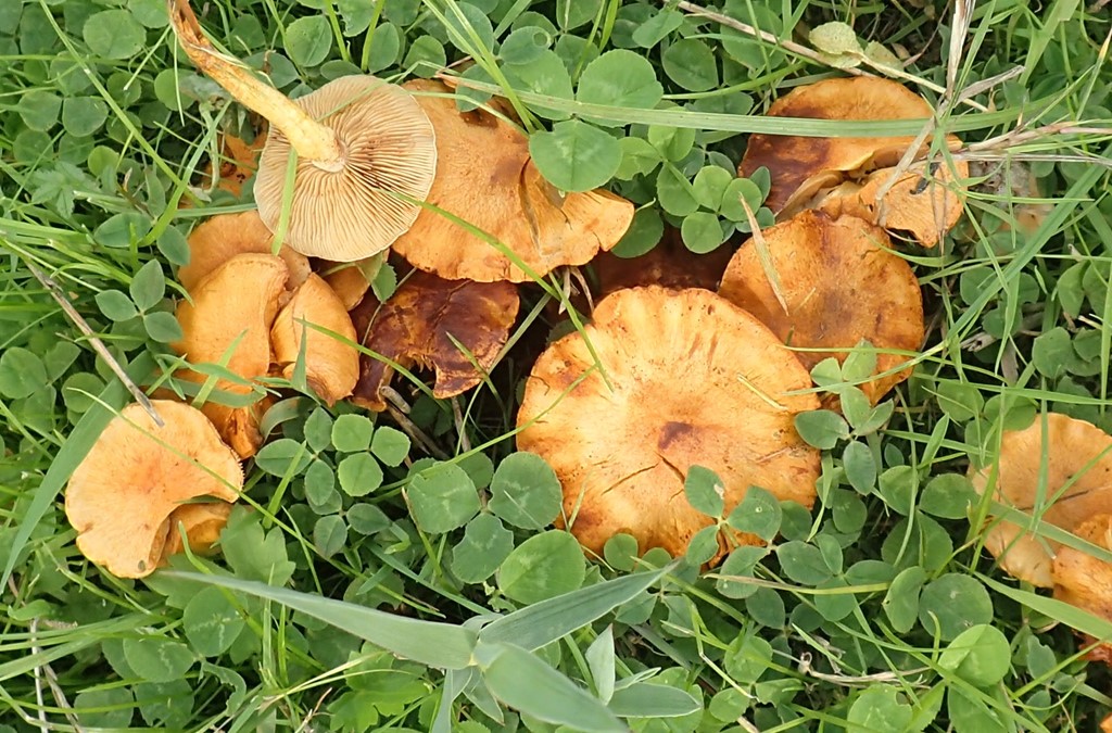 Pile-Skælhat (Pholiota conissans)