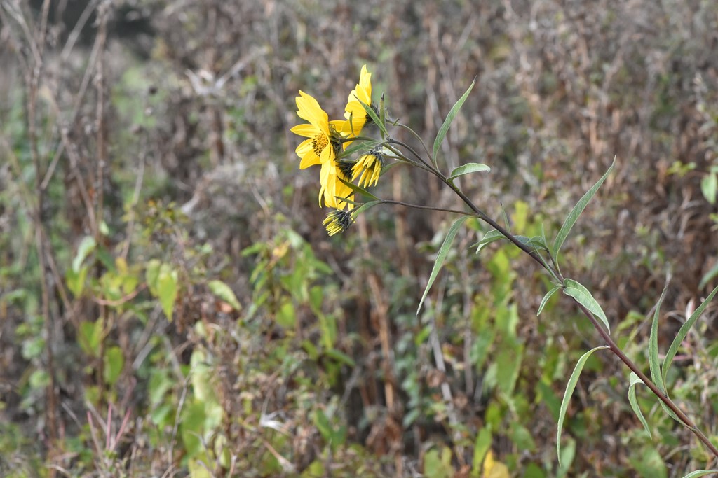 Helianthus nuttallii (Helianthus nuttallii)