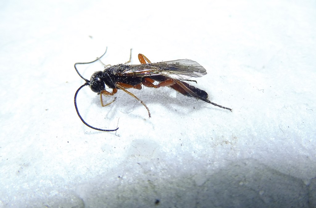 Polemochartus liparae (Polemochartus liparae)