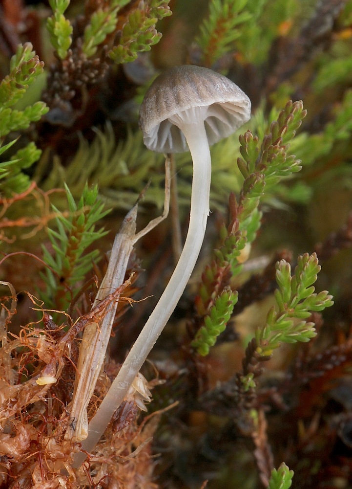 Tørvemos-Huesvamp (Mycena concolor)