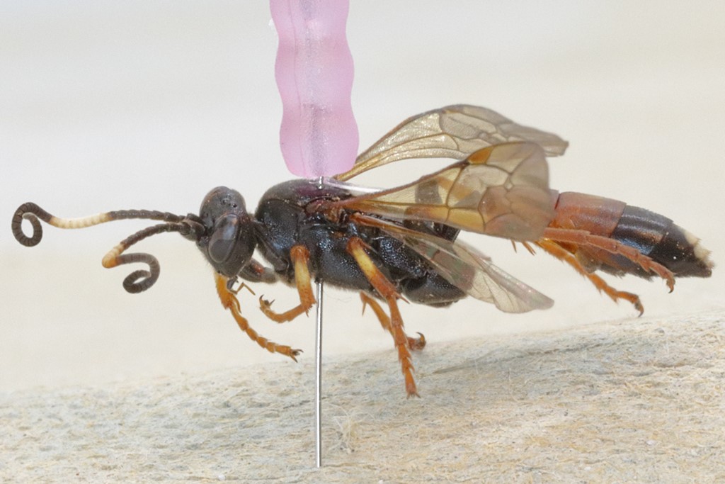 Ichneumon stramentarius (Ichneumon stramentarius)