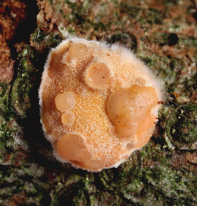 Tremella simplex (Tremella simplex)