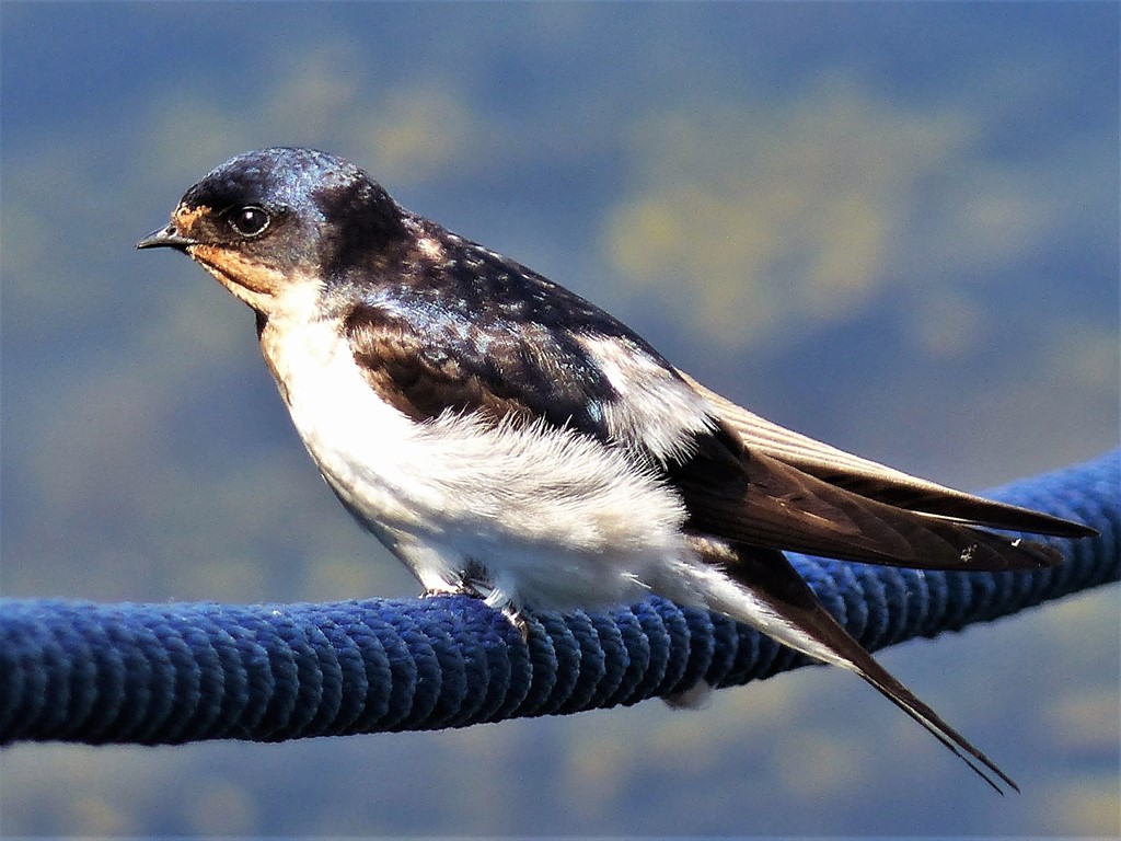 Landsvale x Bysvale (hybrid) (Hirundo rustica x Delichon urbica)