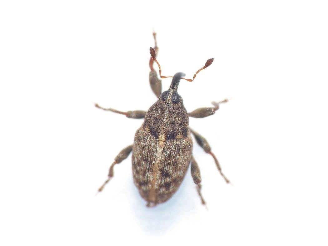 Coryssomerus capucinus (Coryssomerus capucinus)