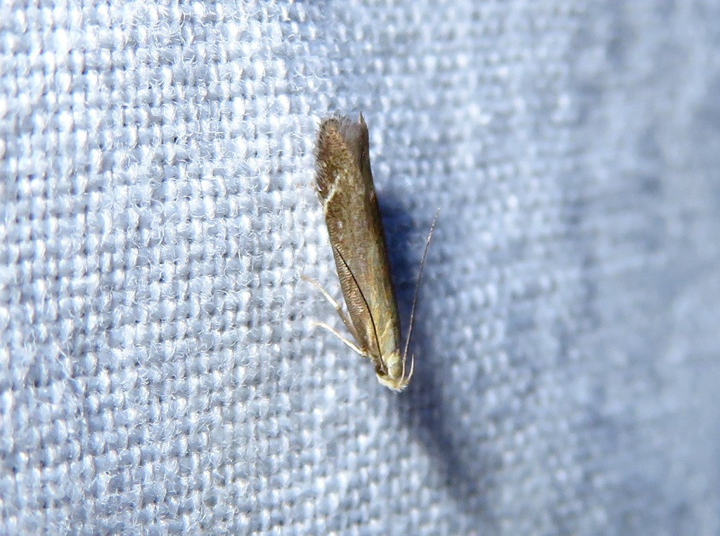 Monochroa cytisella