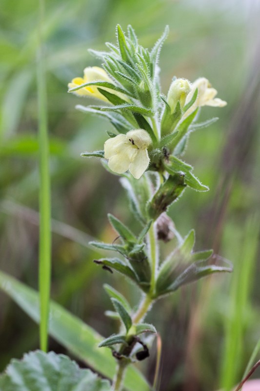 Gul Bartsie (Parentucellia viscosa)