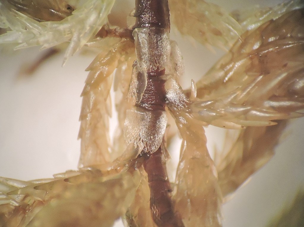 Glinsende Tørvemos (Sphagnum lindbergii)