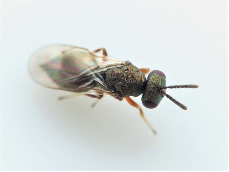 Spaniopus dissimilis (Spaniopus dissimilis)