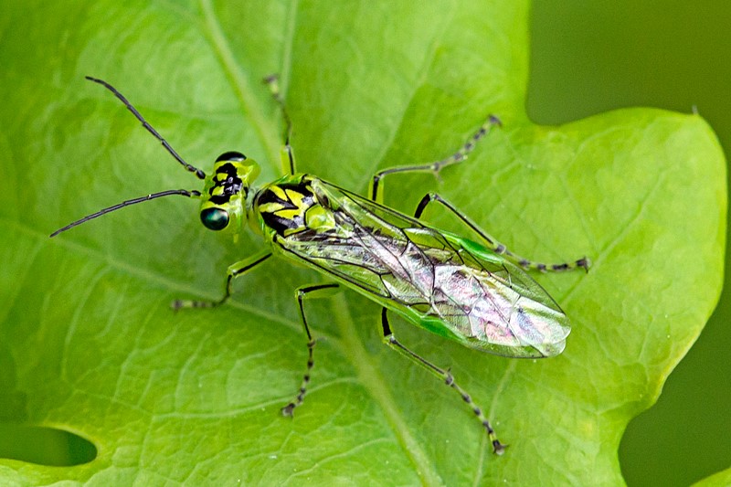 Rhogogaster sp. (Rhogogaster sp.)