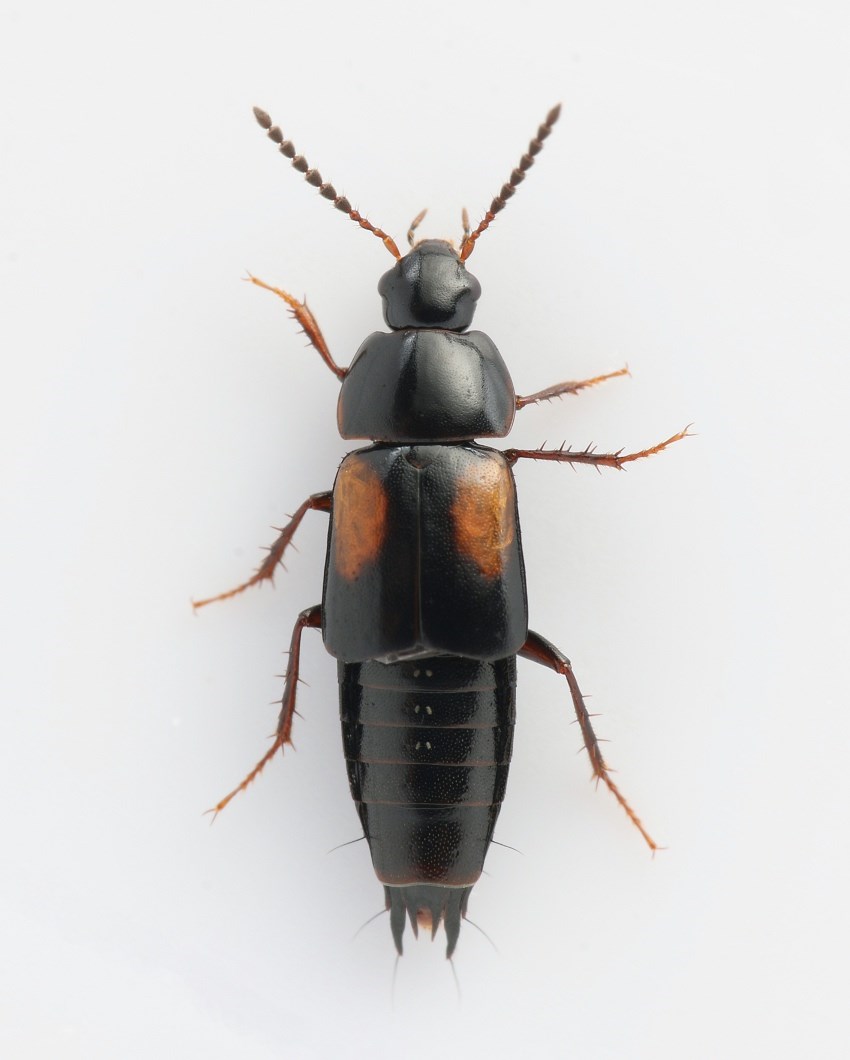 Tachinus