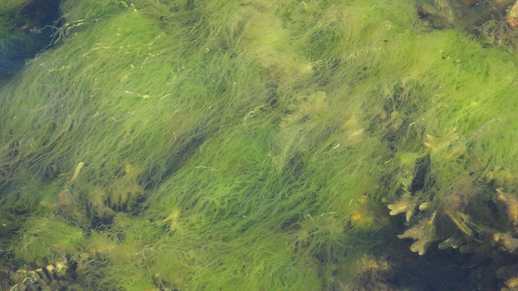 Fin Rørhinde (Ulva clathrata)