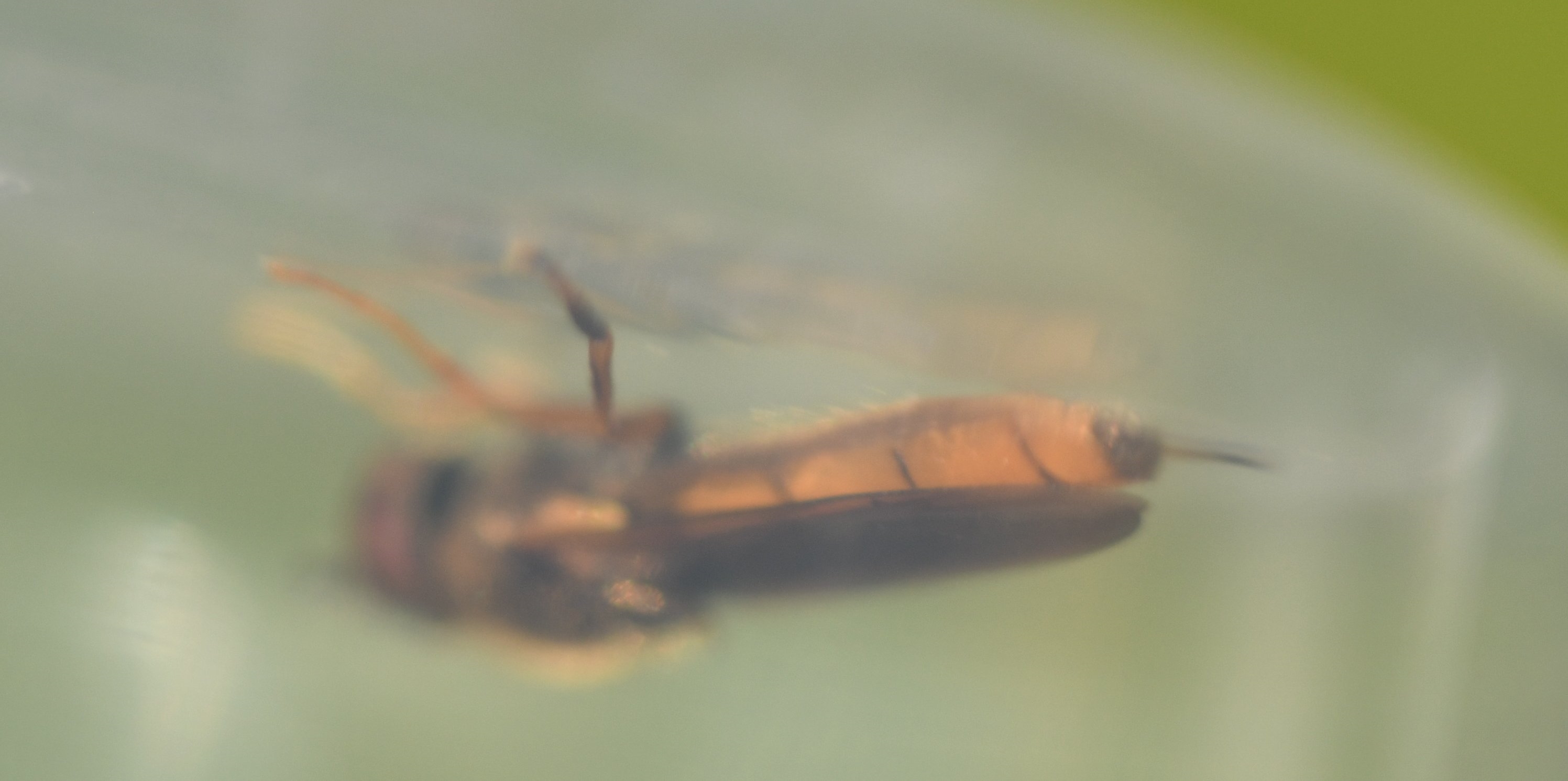 Bleg Bredfodsflue (Platycheirus perpallidus)